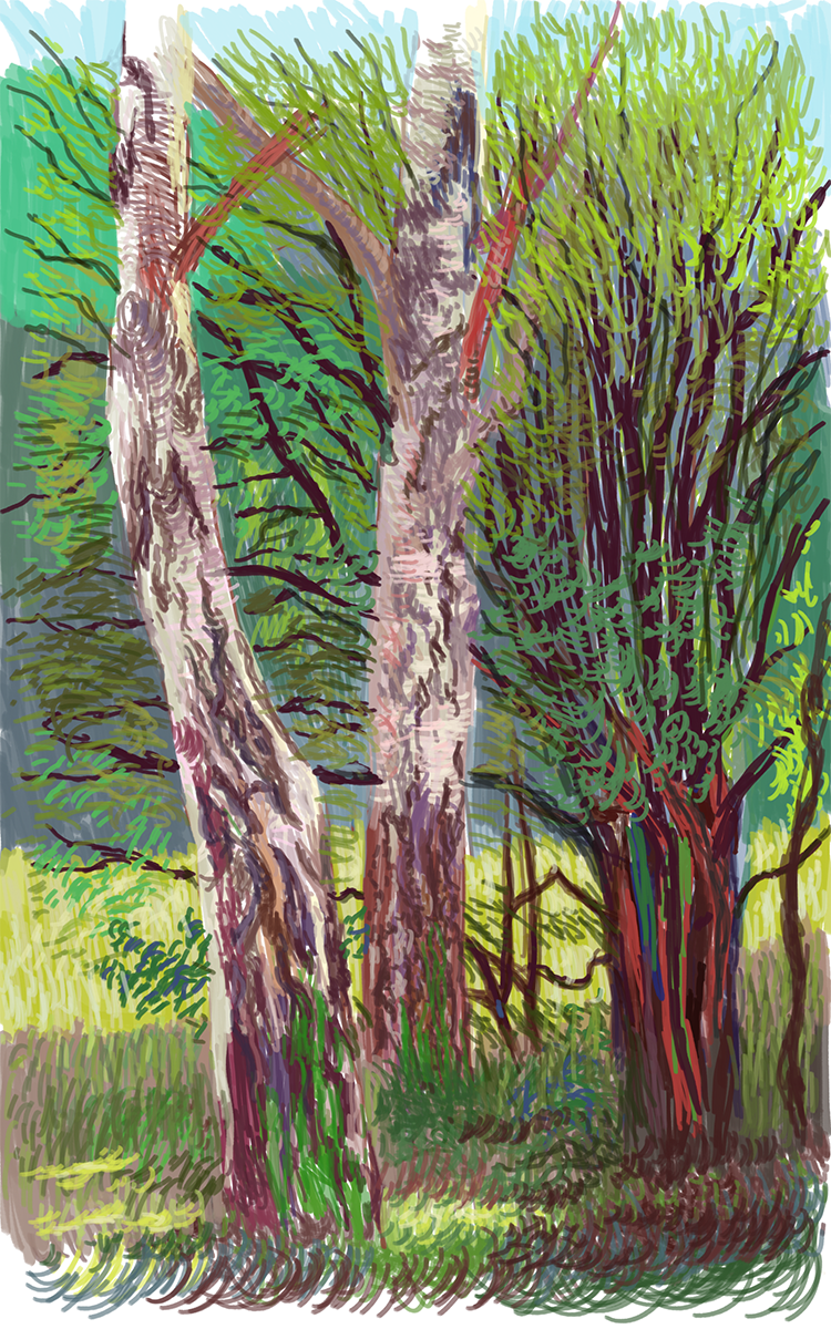 Birch 2